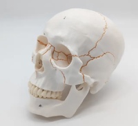 Модель черепа людини топографічна 1:1 рухома щелепа Zooble.com.ua