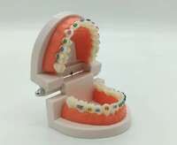 Стоматологічна модель з брекет системою На складі! Zooble.com.ua