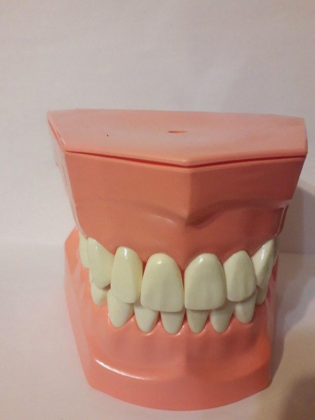 Демонстративная модель зубов (большой размер) для обучения стоматологам, ортодонтам Zooble.com.ua