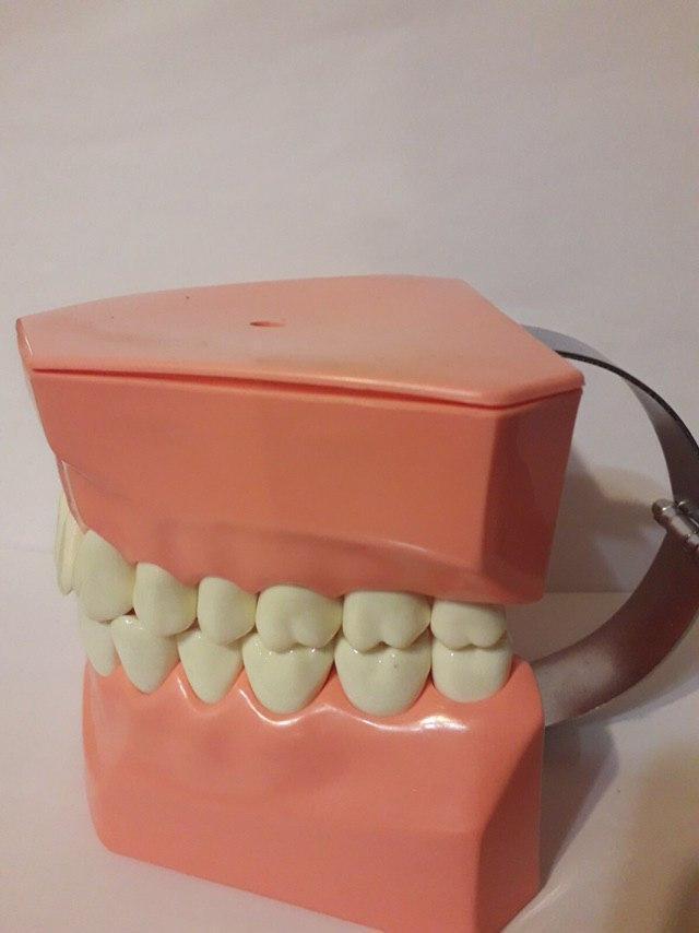 Демонстративная модель зубов (большой размер) для обучения стоматологам, ортодонтам Zooble.com.ua