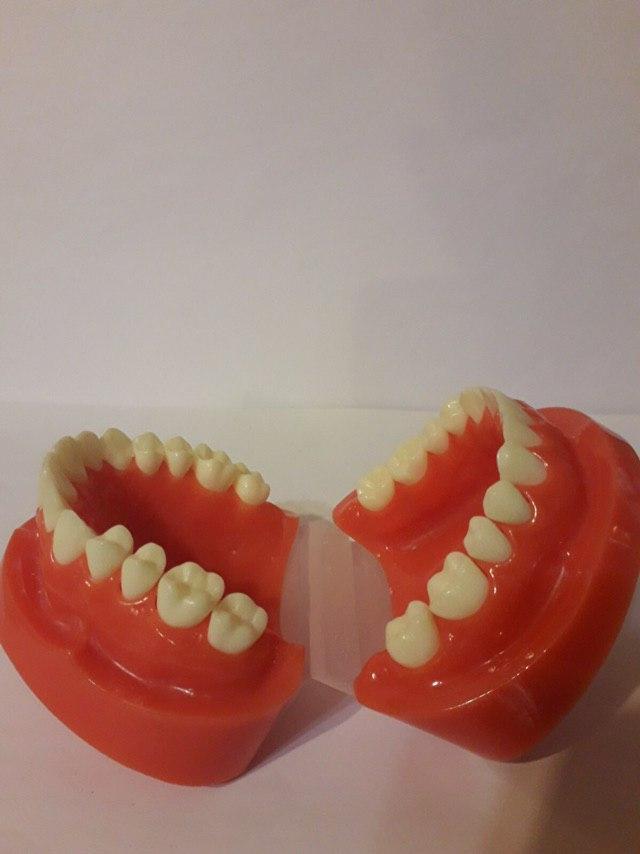 Демонстративная модель зубов для обучения стоматологам и ортодонтам Zooble.com.ua