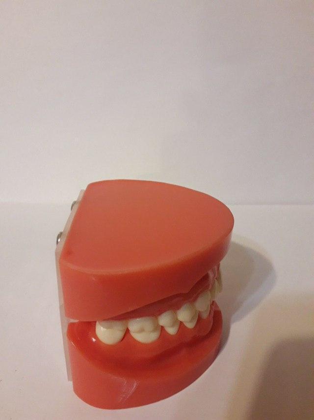 Демонстративная модель зубов для обучения стоматологам и ортодонтам Zooble.com.ua