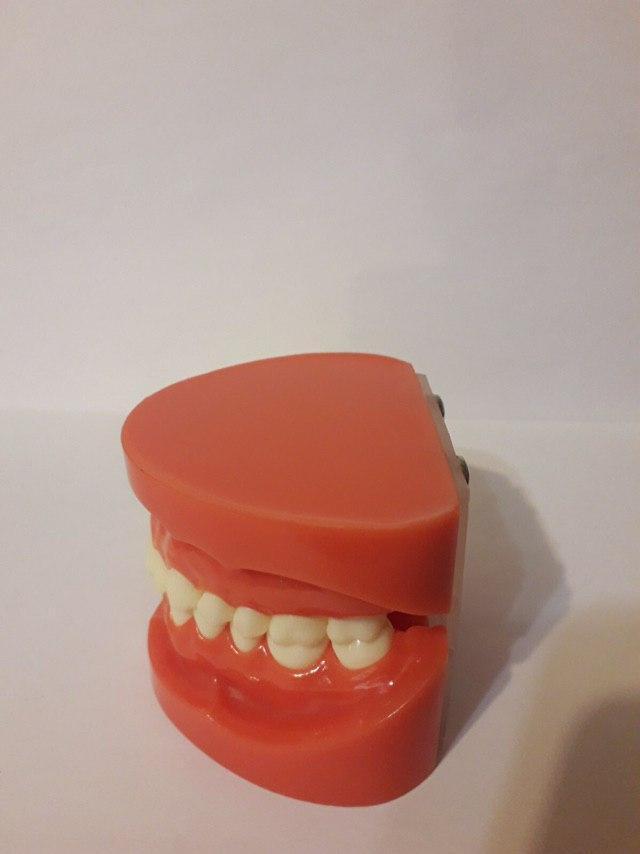 Демонстративная модель зубов для обучения стоматологам и ортодонтам Zooble.com.ua