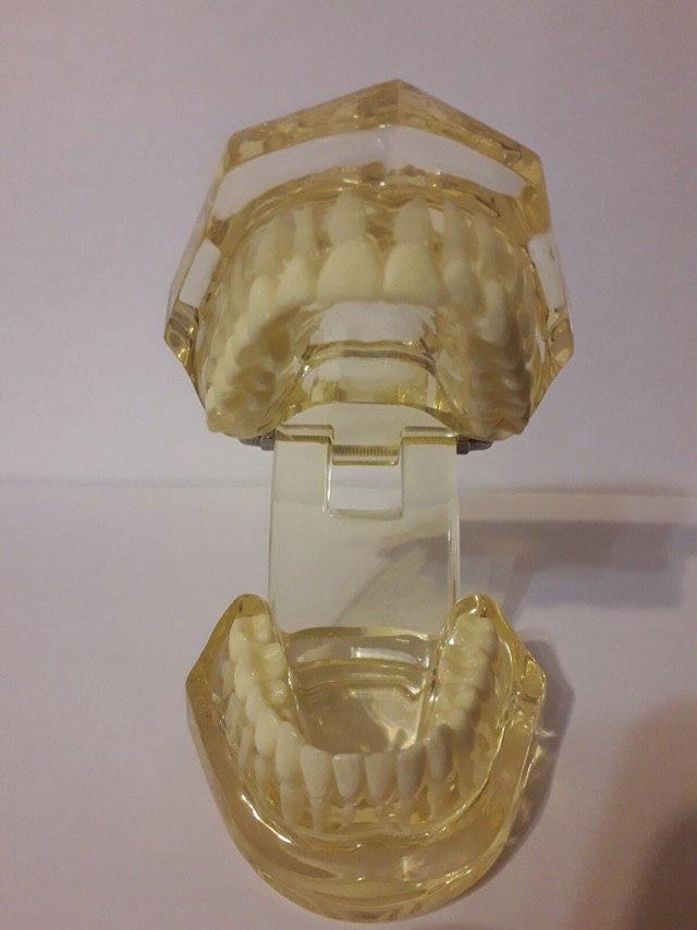 Демонстративная модель зубов для обучения стоматологам, ортодонтам Zooble.com.ua