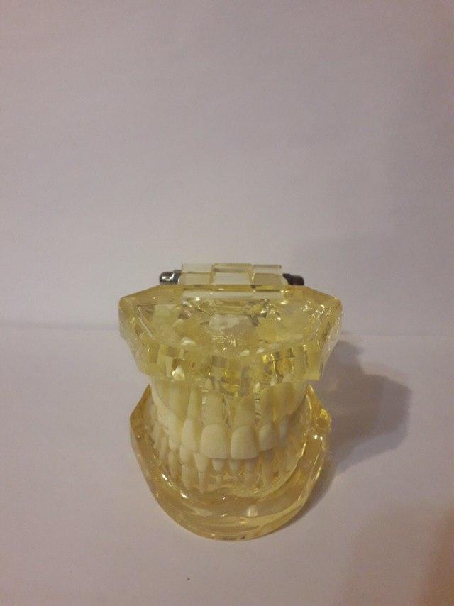 Демонстративная модель зубов для обучения стоматологам, ортодонтам Zooble.com.ua