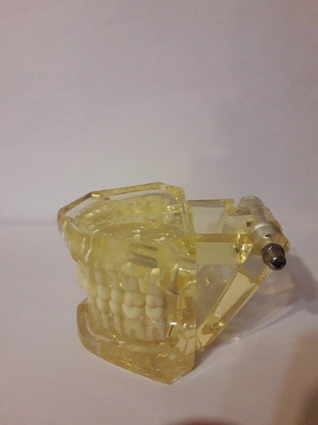 Демонстративная модель зубов для обучения стоматологам, ортодонтам Zooble.com.ua