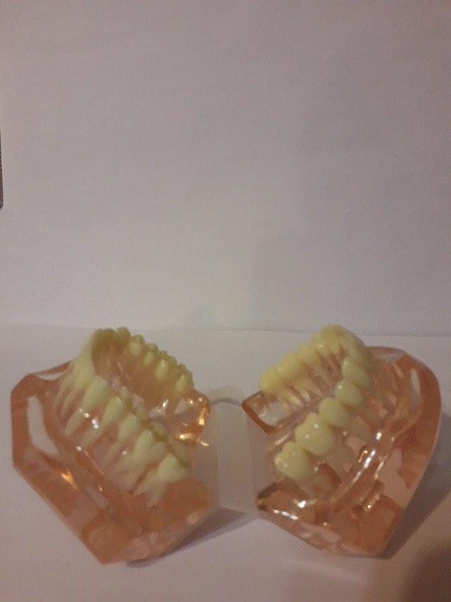 Демонстративная модель зубов для обучениям стоматологам, зубным техникам Zooble.com.ua