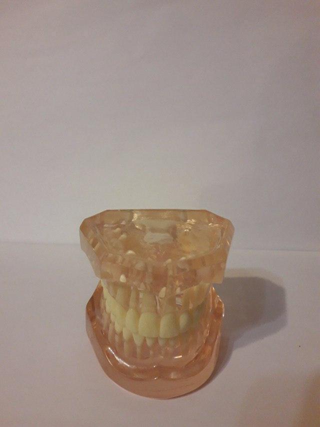 Демонстративная модель зубов для обучениям стоматологам, зубным техникам Zooble.com.ua