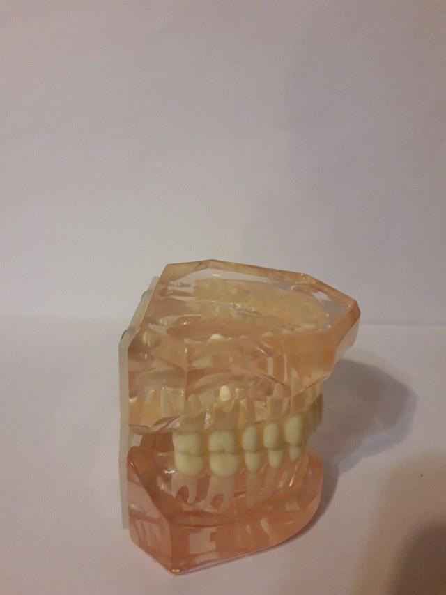 Демонстративная модель зубов для обучениям стоматологам, зубным техникам Zooble.com.ua