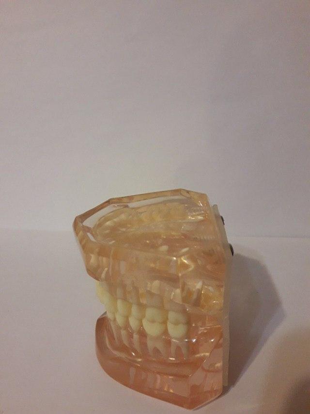 Демонстративная модель зубов для обучениям стоматологам, зубным техникам Zooble.com.ua