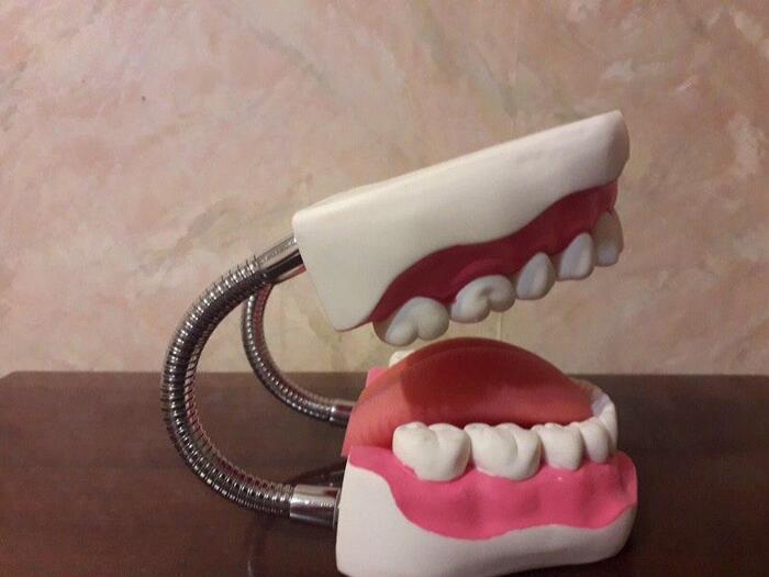 Демонстративная модель зубов с языком (большой размер) для обучения стоматологам, техникам, ортодонтам Zooble.com.ua