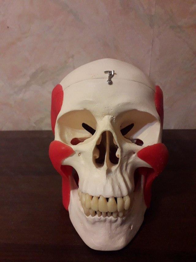 Модель Человеческого черепа с мышцами для обучения стоматологам, ортодонтам Zooble.com.ua