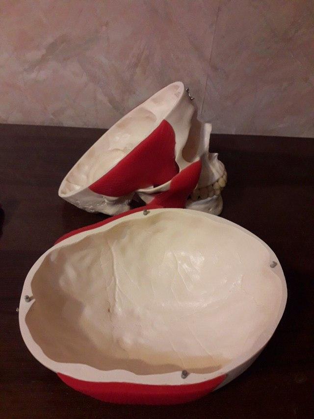 Модель Человеческого черепа с мышцами для обучения стоматологам, ортодонтам Zooble.com.ua