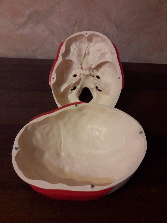 Модель Человеческого черепа с мышцами для обучения стоматологам, ортодонтам Zooble.com.ua