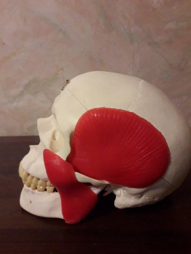 Модель Человеческого черепа с мышцами для обучения стоматологам, ортодонтам Zooble.com.ua