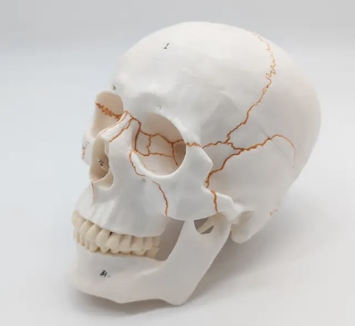 Модель черепа людини топографічна 1:1 рухома щелепа Zooble.com.ua